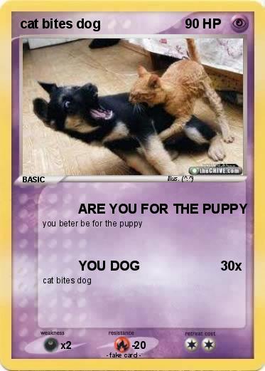 Pokemon cat bites dog