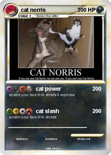 Pokemon cat norris