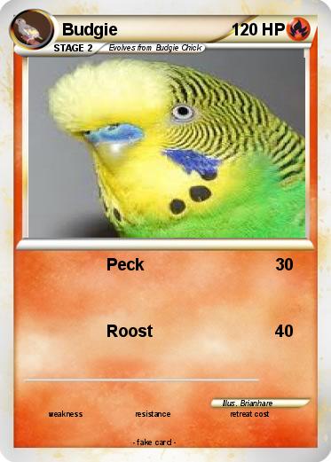 Pokemon Budgie