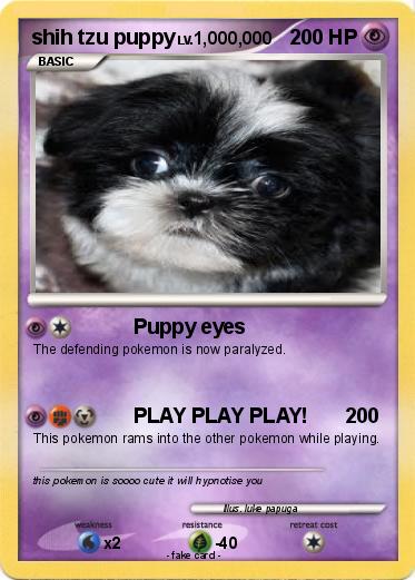Pokemon shih tzu puppy