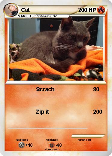 Pokemon Cat