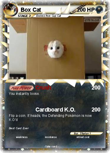 Pokemon Box Cat