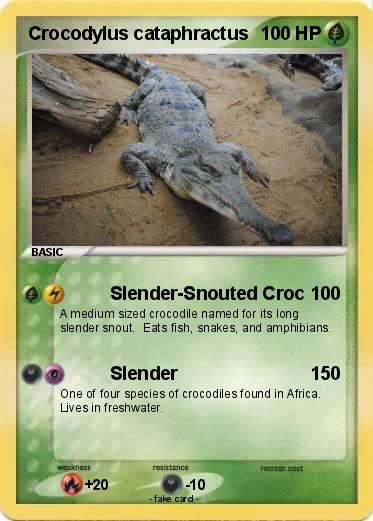 Pokemon Crocodylus cataphractus