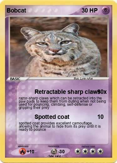 Pokemon Bobcat