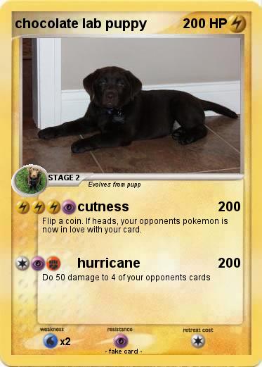Pokemon chocolate lab puppy