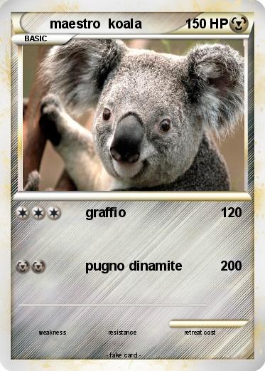Pokemon maestro  koala