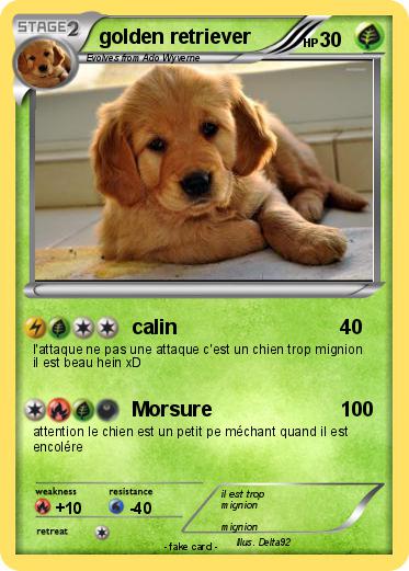 Pokemon golden retriever