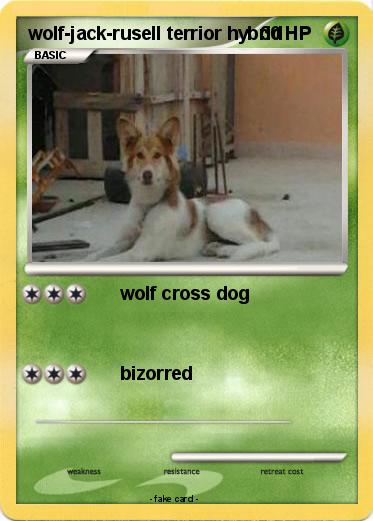 Pokemon wolf-jack-rusell terrior hybrid
