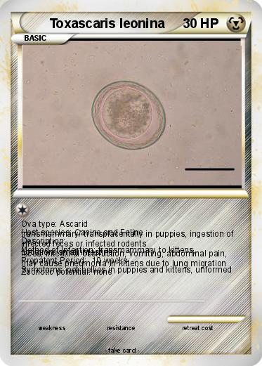 Pokemon Toxascaris leonina