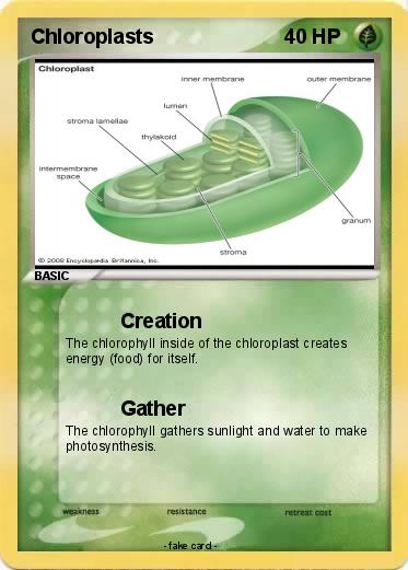 Pokemon Chloroplasts