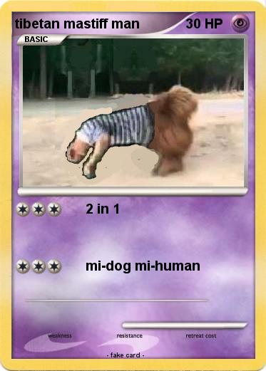 Pokemon tibetan mastiff man