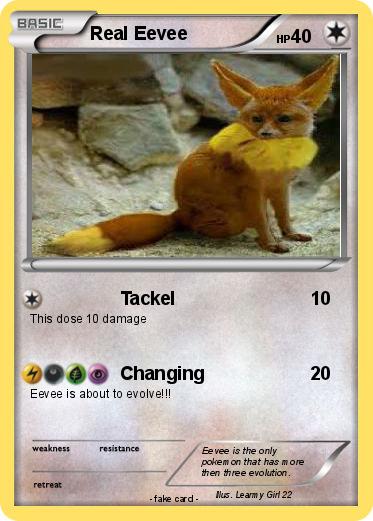 Pokemon Real Eevee Pokemon Real Eevee