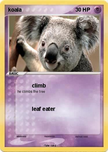 Pokemon koala