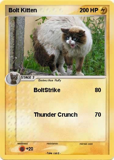 Pokemon Bolt Kitten