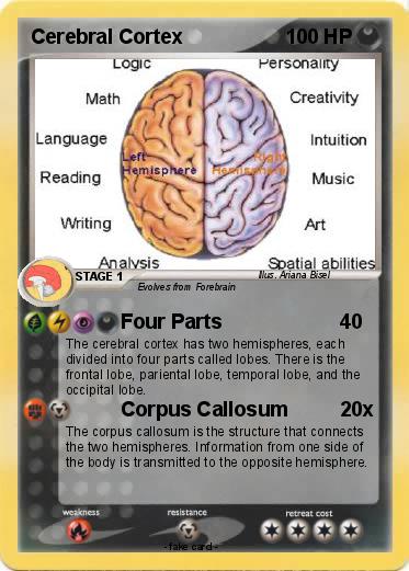 Pokemon Cerebral Cortex Pokemon Cerebral Cortex