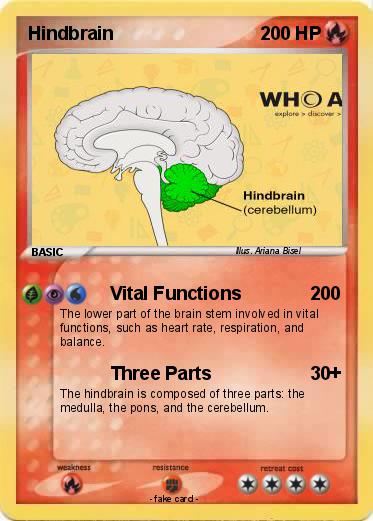 Pokemon Hindbrain