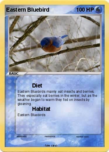 Pokemon Eastern Bluebird