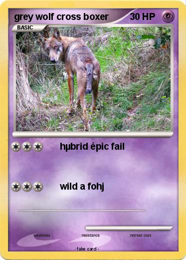 Pokemon grey wolf cross boxer