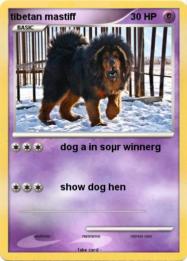 Pokemon tibetan mastiff