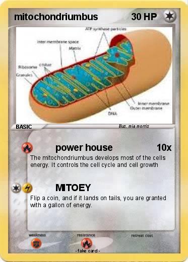 Pokemon mitochondriumbus