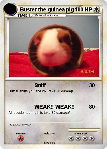 Pokemon Buster the guinea pig