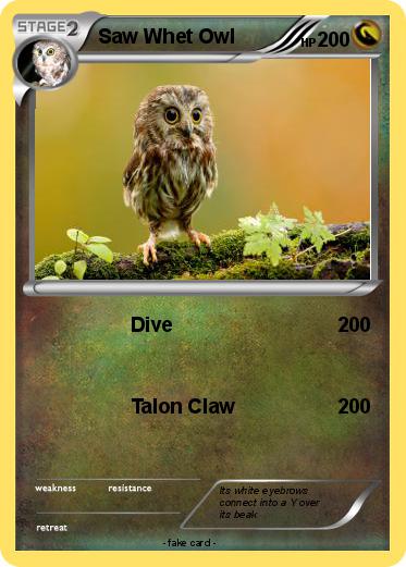 Pokemon Saw Whet Owl