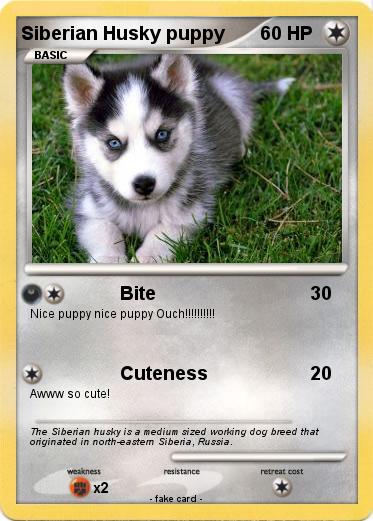 Pokemon Siberian Husky puppy