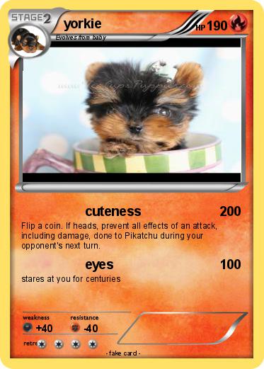 Pokemon yorkie