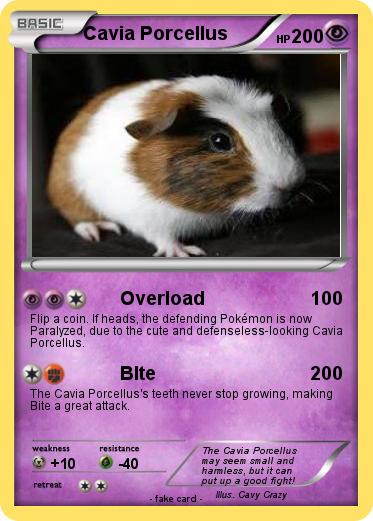 Pokemon Cavia Porcellus