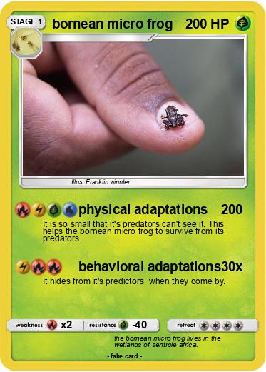 Pokemon bornean micro frog