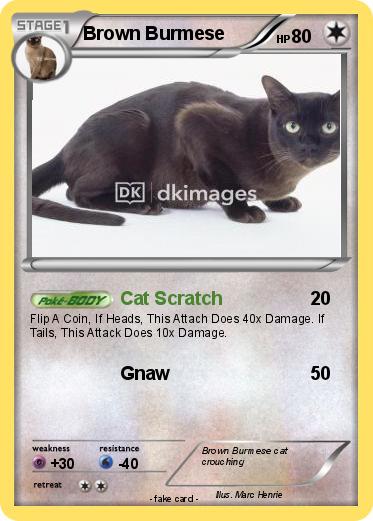 Pokemon Brown Burmese