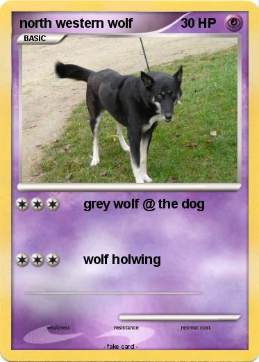 Pokemon north western wolf