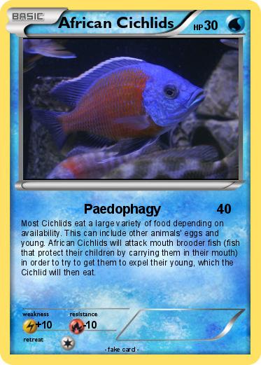 Pokemon African Cichlids