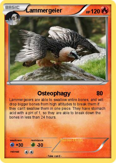 Pokemon Lammergeier