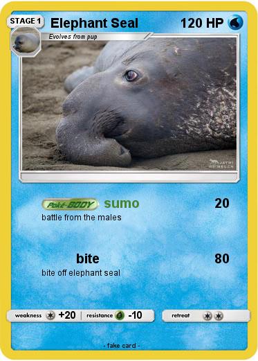Pokemon Elephant Seal
