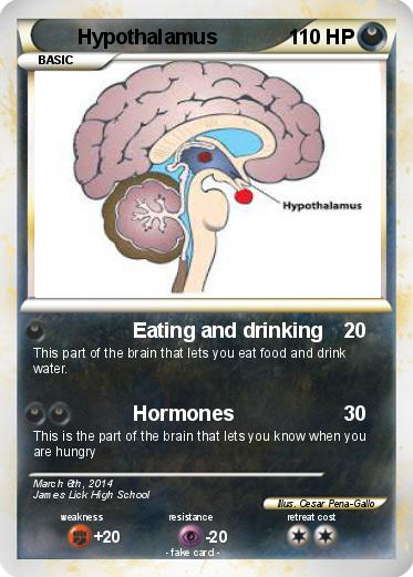 Pokemon Hypothalamus