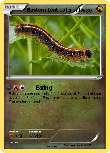 Pokemon Eastern tent caterpillar