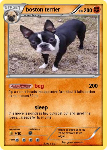 Pokemon boston terrier