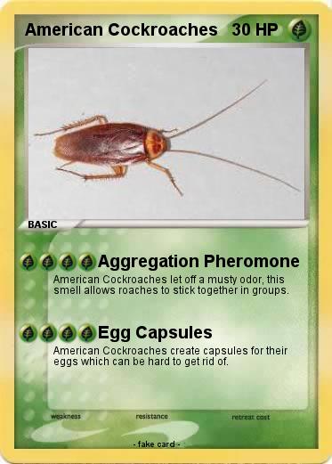 Pokemon American Cockroaches