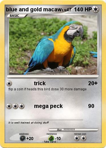 Pokemon blue and gold macaw