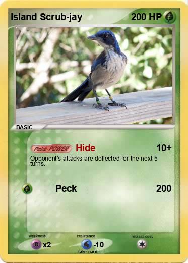 Pokemon Island Scrub-jay