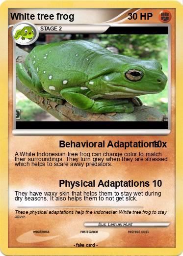 Pokemon White tree frog