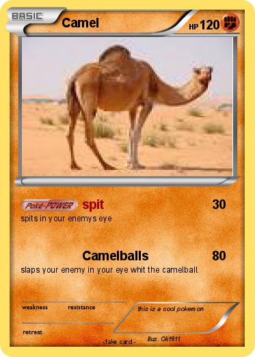Pokemon Camel
