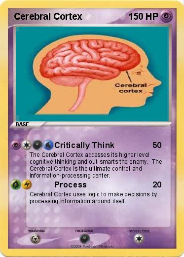 Pokemon Cerebral Cortex Pokemon Cerebral Cortex