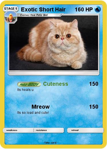 Pokemon Exotic Short Hair