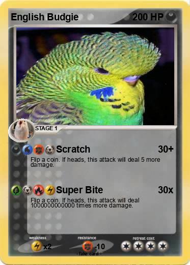 Pokemon English Budgie
