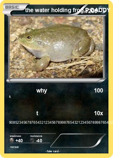 Pokemon the water holding frog P DADDY