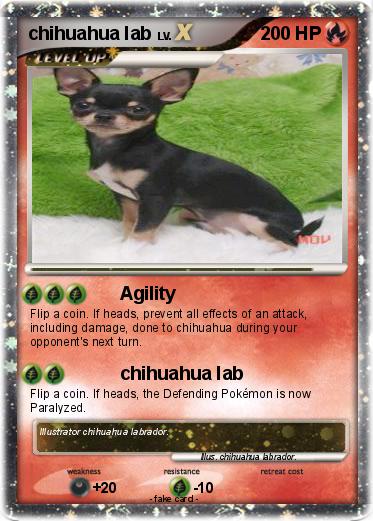 Pokemon chihuahua lab
