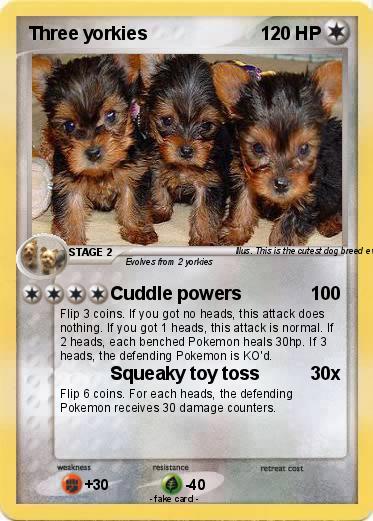 Pokemon Three yorkies