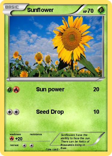 Pokemon Sunflower